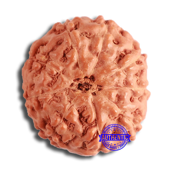 9 Mukhi Rudraksha from Indonesia - Bead No. 141
