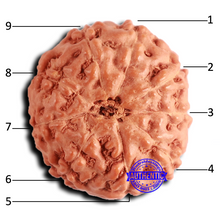 Load image into Gallery viewer, 9 Mukhi Rudraksha from Indonesia - Bead No. 141
