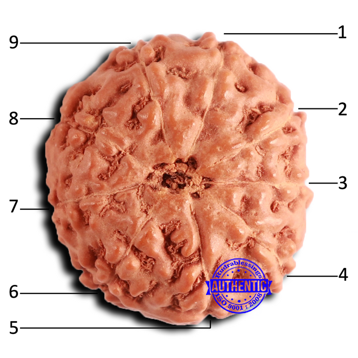 9 Mukhi Rudraksha from Indonesia - Bead No. 141