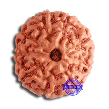 Load image into Gallery viewer, 9 Mukhi Rudraksha from Indonesia - Bead No. 141
