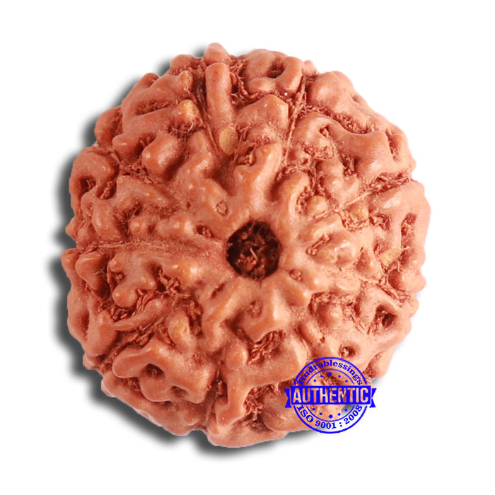 9 Mukhi Rudraksha from Indonesia - Bead No. 141