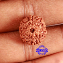 Load image into Gallery viewer, 9 Mukhi Rudraksha from Indonesia - Bead No. 141
