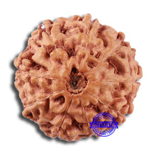 Load image into Gallery viewer, 9 Mukhi Rudraksha from Indonesia - Bead No. 21
