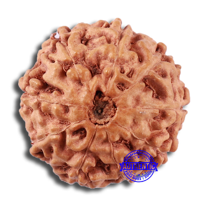 9 Mukhi Rudraksha from Indonesia - Bead No. 21