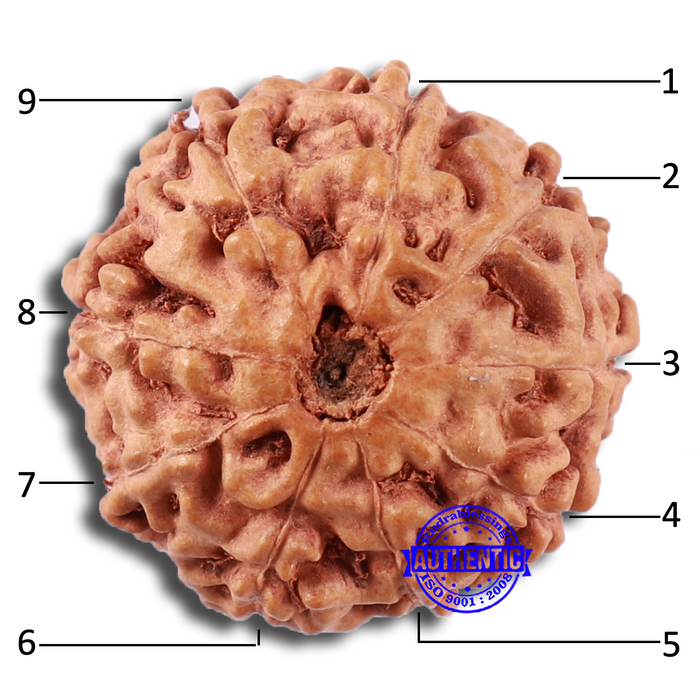 9 Mukhi Rudraksha from Indonesia - Bead No. 21