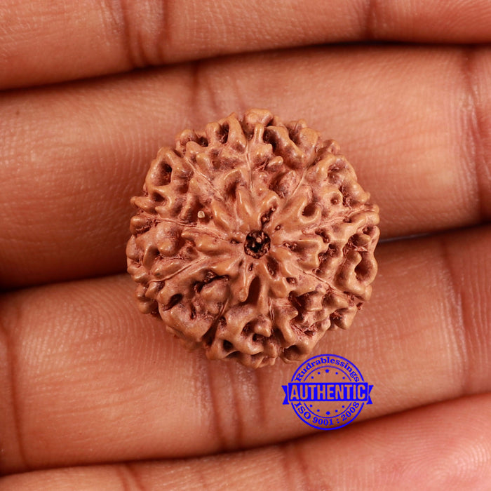 9 Mukhi Rudraksha from Indonesia - Bead No. 21