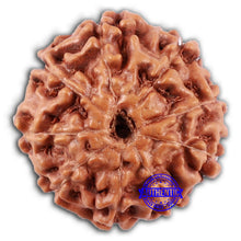 Load image into Gallery viewer, 9 Mukhi Rudraksha from Indonesia - Bead No. 49

