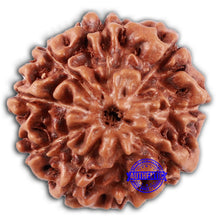 Load image into Gallery viewer, 9 Mukhi Rudraksha from Indonesia - Bead No. 49
