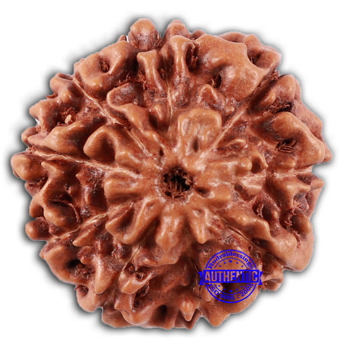 9 Mukhi Rudraksha from Indonesia - Bead No. 49