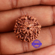 Load image into Gallery viewer, 9 Mukhi Rudraksha from Indonesia - Bead No. 49
