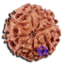 Load image into Gallery viewer, 9 Mukhi Rudraksha from Indonesia - Bead No. 51A
