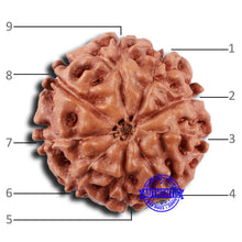 Load image into Gallery viewer, 9 Mukhi Rudraksha from Indonesia - Bead No. 51A
