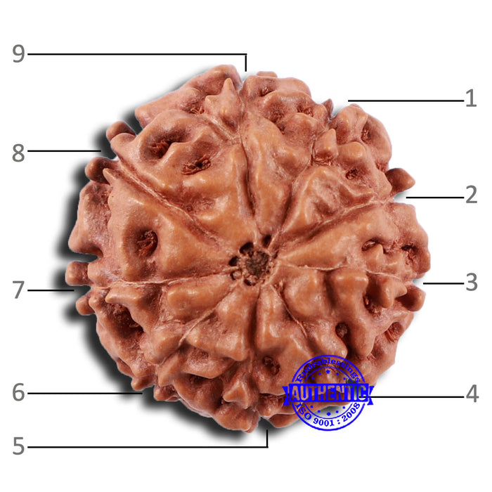 9 Mukhi Rudraksha from Indonesia - Bead No. 51A