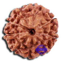 Load image into Gallery viewer, 9 Mukhi Rudraksha from Indonesia - Bead No. 51A
