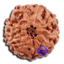 Load image into Gallery viewer, 9 Mukhi Rudraksha from Indonesia - Bead No. 52
