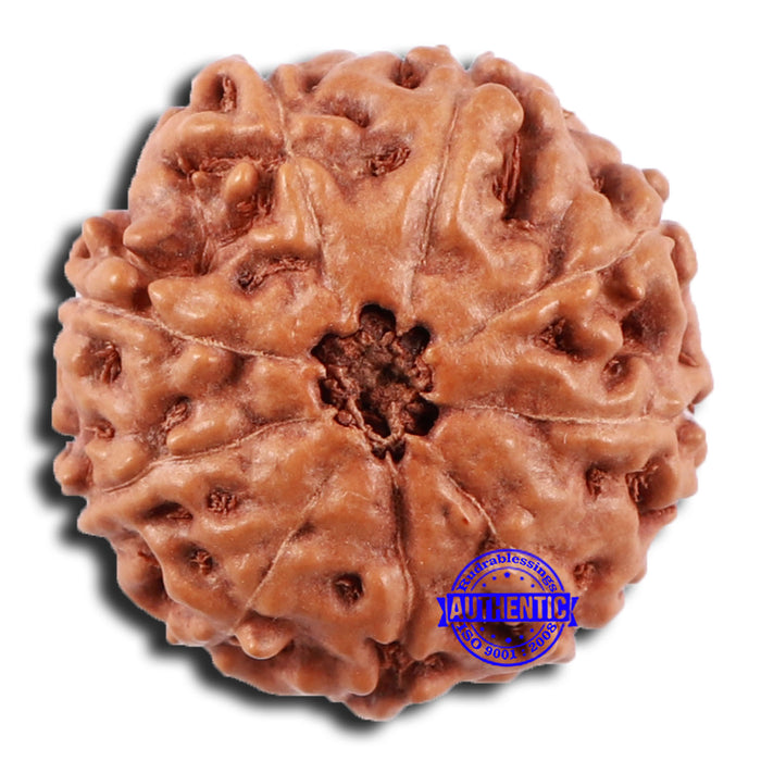 9 Mukhi Rudraksha from Indonesia - Bead No. 52