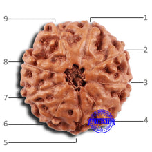 Load image into Gallery viewer, 9 Mukhi Rudraksha from Indonesia - Bead No. 52
