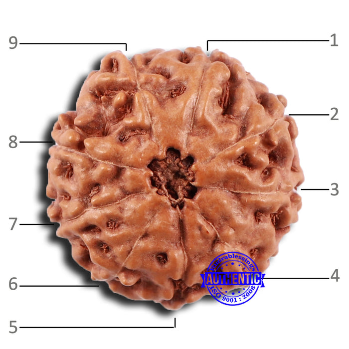 9 Mukhi Rudraksha from Indonesia - Bead No. 52