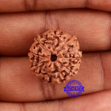 Load image into Gallery viewer, 9 Mukhi Rudraksha from Indonesia - Bead No. 52
