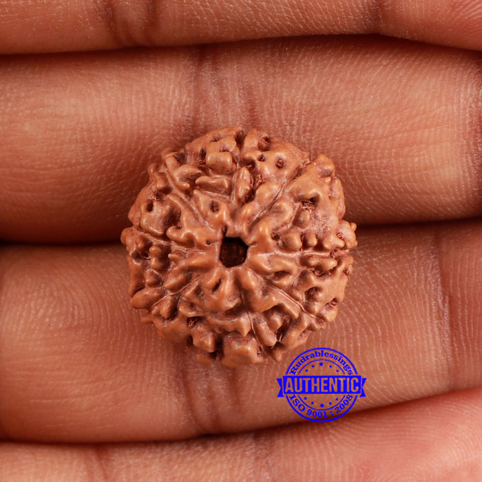 9 Mukhi Rudraksha from Indonesia - Bead No. 52