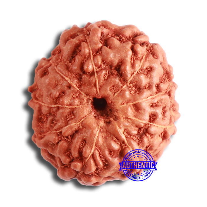 9 Mukhi Rudraksha from Indonesia - Bead No. 55