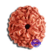 Load image into Gallery viewer, 9 Mukhi Rudraksha from Indonesia - Bead No. 55
