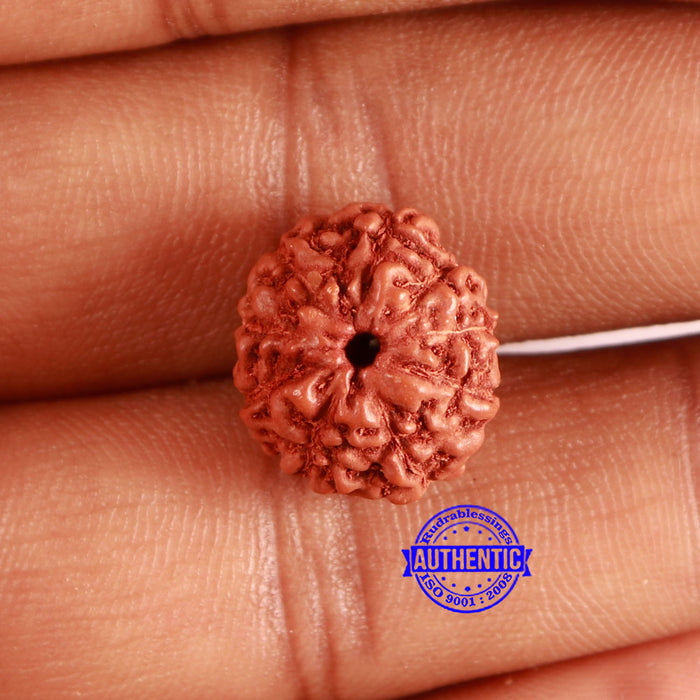 9 Mukhi Rudraksha from Indonesia - Bead No. 55
