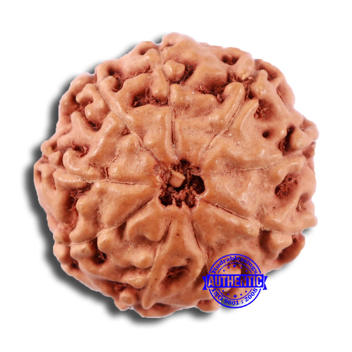 9 Mukhi Rudraksha from Indonesia - Bead No. 5
