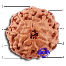 Load image into Gallery viewer, 9 Mukhi Rudraksha from Indonesia - Bead No. 5
