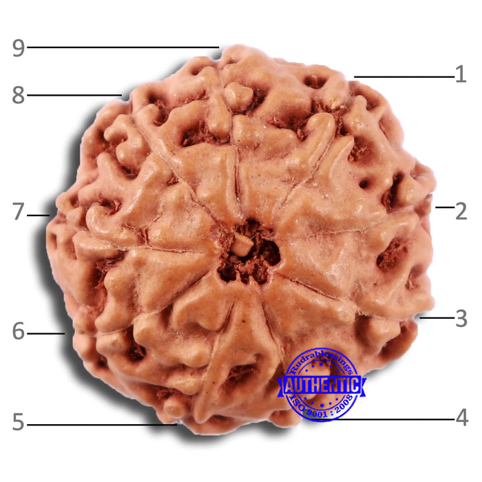 9 Mukhi Rudraksha from Indonesia - Bead No. 5
