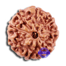 Load image into Gallery viewer, 9 Mukhi Rudraksha from Indonesia - Bead No. 5
