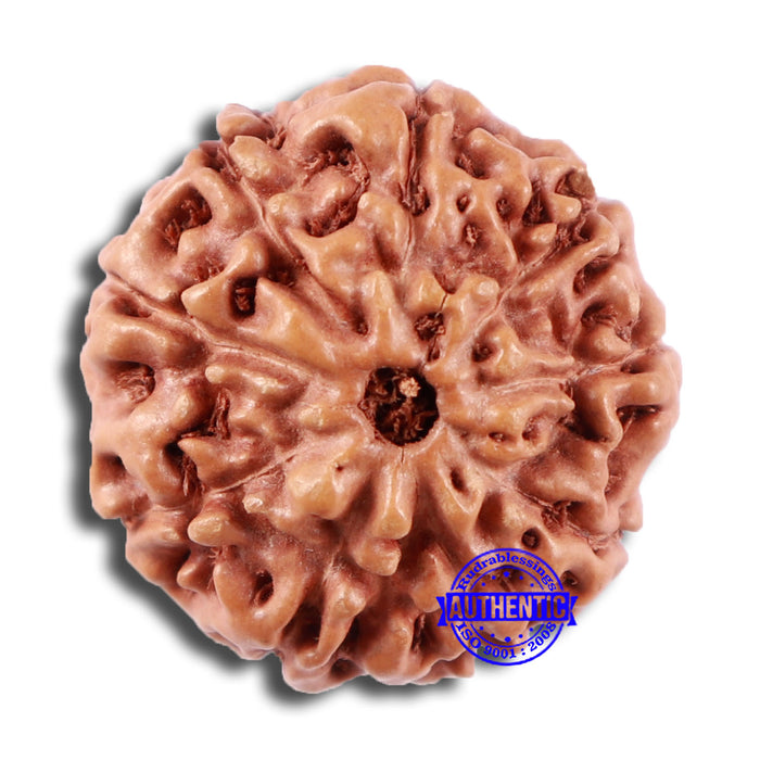 9 Mukhi Rudraksha from Indonesia - Bead No. 5