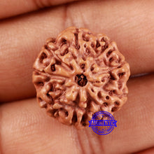 Load image into Gallery viewer, 9 Mukhi Rudraksha from Indonesia - Bead No. 5
