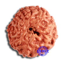 Load image into Gallery viewer, 9 Mukhi Rudraksha from Indonesia - Bead No. 67
