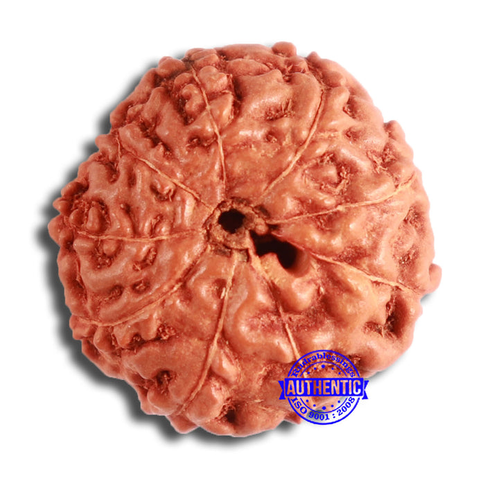 9 Mukhi Rudraksha from Indonesia - Bead No. 67