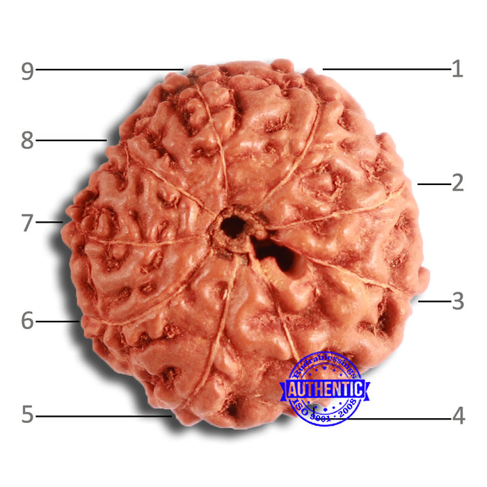 9 Mukhi Rudraksha from Indonesia - Bead No. 67