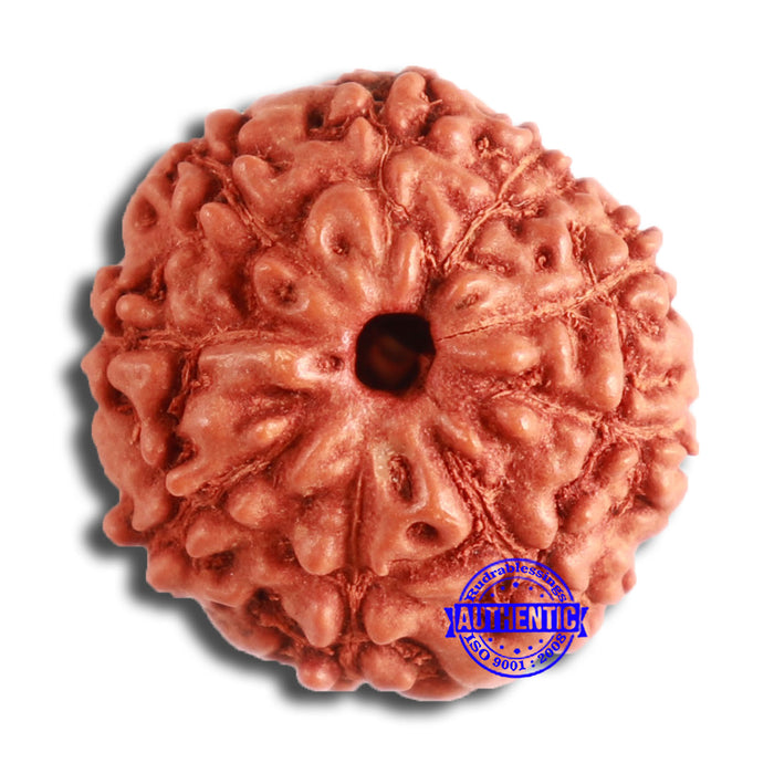 9 Mukhi Rudraksha from Indonesia - Bead No. 67