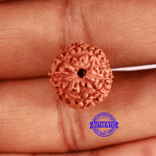 Load image into Gallery viewer, 9 Mukhi Rudraksha from Indonesia - Bead No. 67
