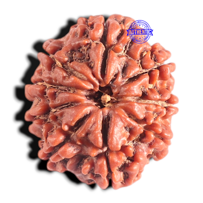9 Mukhi Nepalese Rudraksha - Bead No. 378