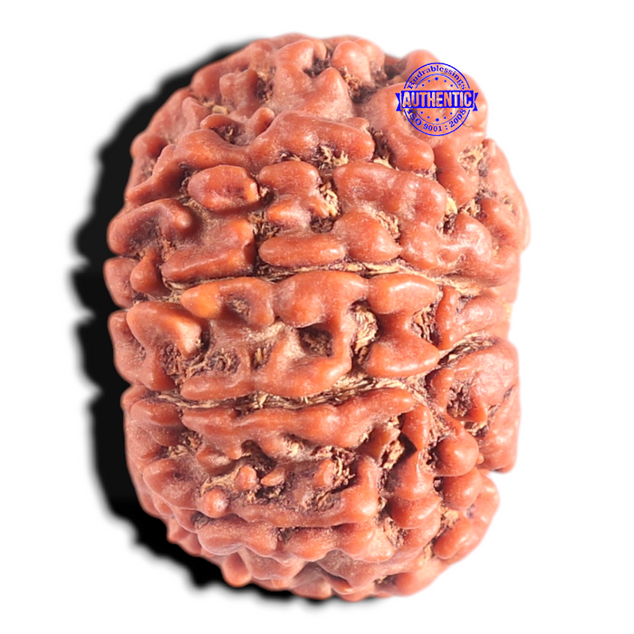9 Mukhi Nepalese Rudraksha - Bead No. 378