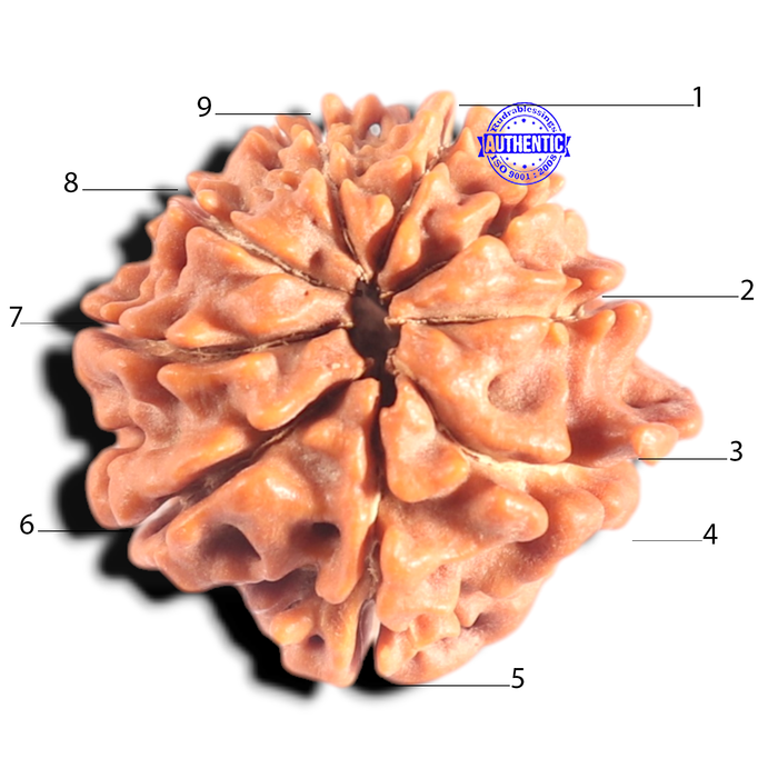 9 Mukhi Nepalese Rudraksha - Bead No. 427