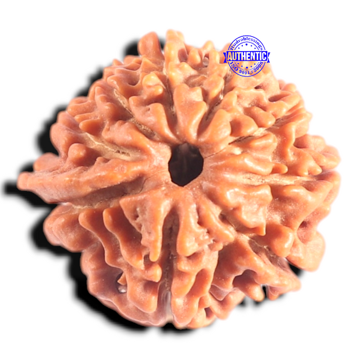 9 Mukhi Nepalese Rudraksha - Bead No. 427