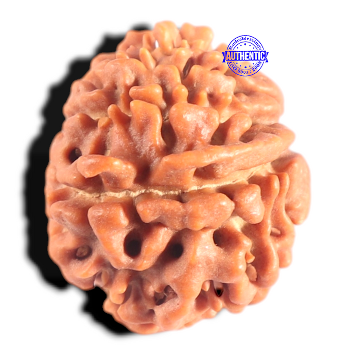 9 Mukhi Nepalese Rudraksha - Bead No. 427