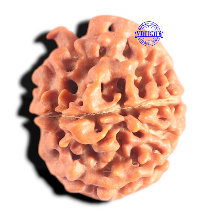 9 Mukhi Nepalese Rudraksha - Bead No. 427