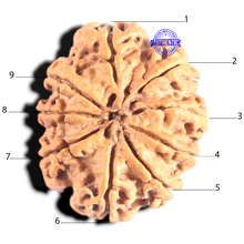 Load image into Gallery viewer, 9 Mukhi Nepalese Rudraksha - Bead No. 432
