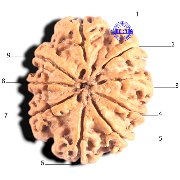9 Mukhi Nepalese Rudraksha - Bead No. 432