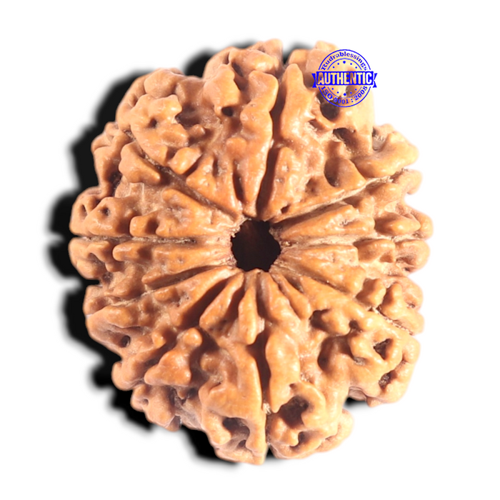 9 Mukhi Nepalese Rudraksha - Bead No. 432