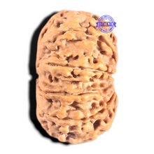 Load image into Gallery viewer, 9 Mukhi Nepalese Rudraksha - Bead No. 432
