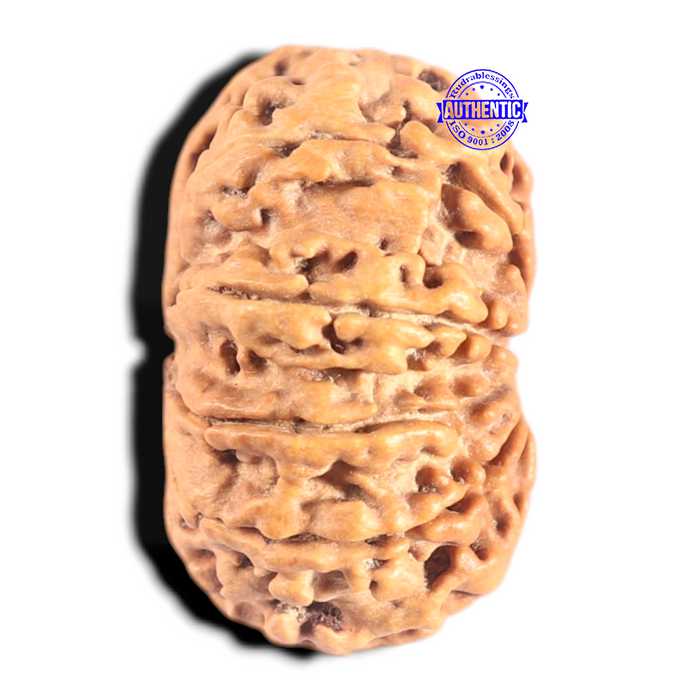 9 Mukhi Nepalese Rudraksha - Bead No. 432