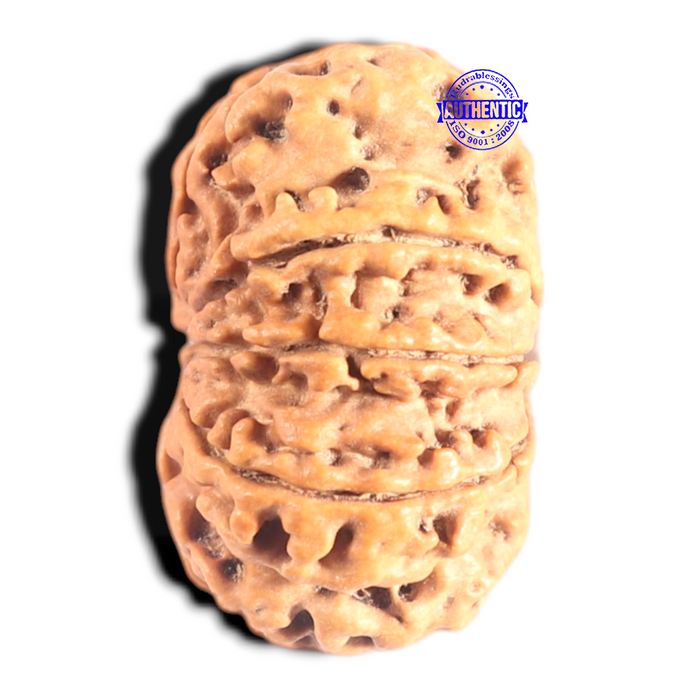 9 Mukhi Nepalese Rudraksha - Bead No. 432